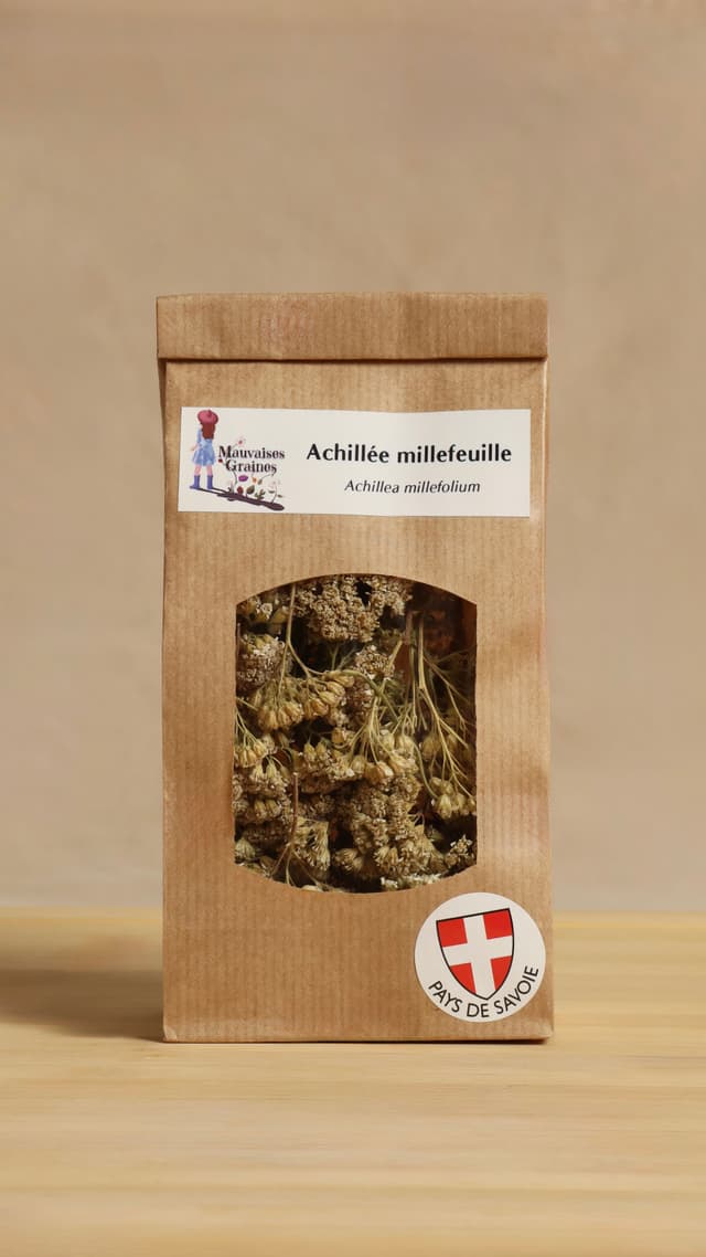 Achillée millefeuille